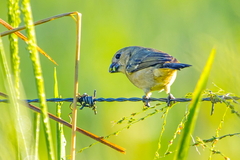 Sporophila americana
