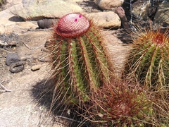 Melocactus ernestii