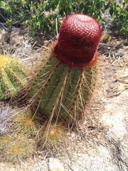 Melocactus ernestii