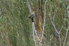 Cisticola fulvicapilla