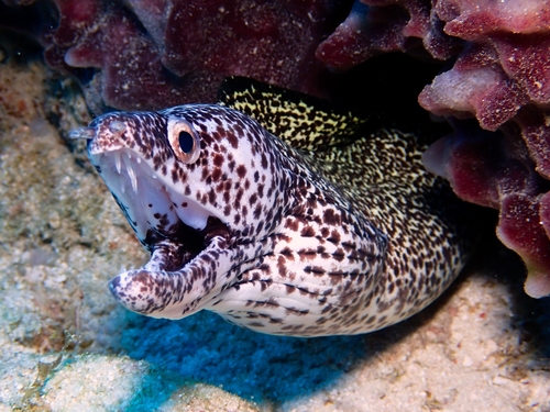 Spotted Moray