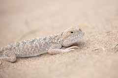 Phrynocephalus mystaceus