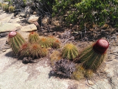 Melocactus ernestii