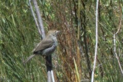 Cisticola fulvicapilla