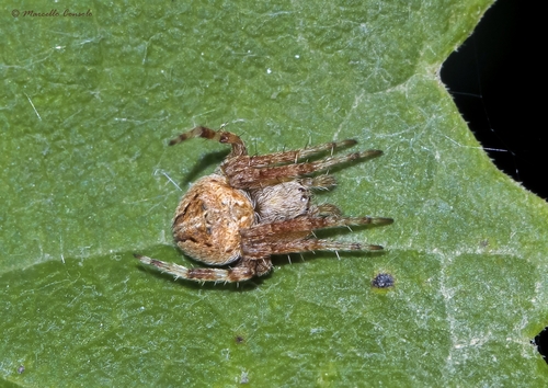 Common Hairy Field Spider