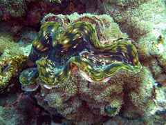 Tridacna squamosa