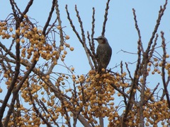 Hypsipetes amaurotis