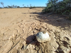 Testudo graeca
