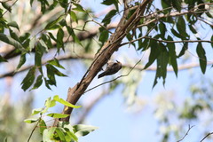 Climacteris erythrops