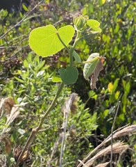 Hibiscus furcellatus