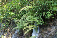 Nephrolepis copelandii