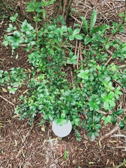 Alyxia gynopogon
