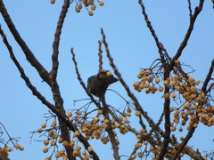 Hypsipetes amaurotis