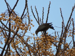 Hypsipetes amaurotis