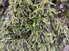 Brachythecium rutabulum