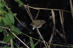 Acrocephalus australis