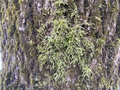 Brachythecium rutabulum