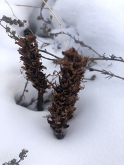 Orobanche coerulescens