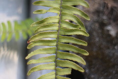 Nephrolepis copelandii