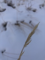 Calamagrostis epigejos