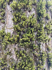 Lewinskya