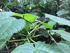 Dendrocnide moroides