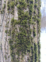 Lewinskya