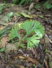 Selaginella horizontalis