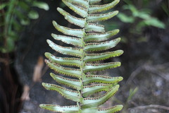 Nephrolepis copelandii
