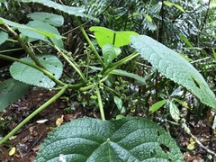 Dendrocnide moroides