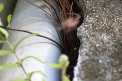 Nephrolepis copelandii