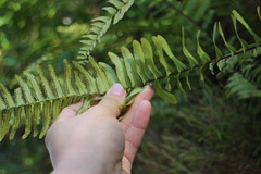 Nephrolepis copelandii