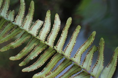 Nephrolepis copelandii