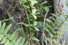 Nephrolepis copelandii