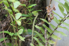 Nephrolepis copelandii