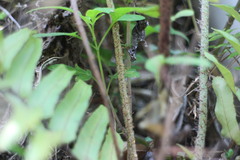 Nephrolepis copelandii