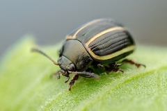 Desmogramma