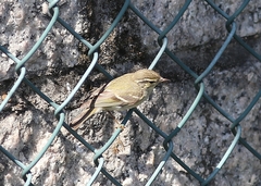 Phylloscopus inornatus