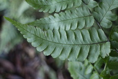 Diplazium doederleinii
