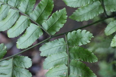 Diplazium doederleinii