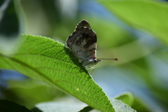 Diaethria bacchis