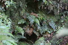 Trichomanes obscurum