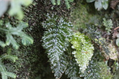 Trichomanes obscurum