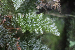 Trichomanes obscurum