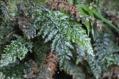 Trichomanes obscurum