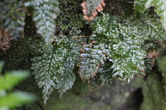 Trichomanes obscurum