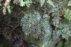 Trichomanes obscurum