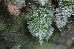 Trichomanes obscurum