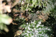 Trichomanes obscurum