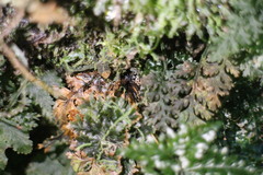 Trichomanes obscurum